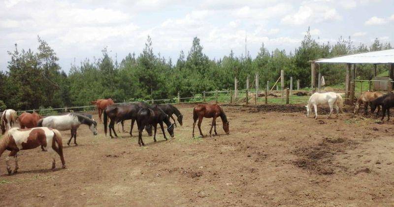 Labirutour.com/Peternakan Kuda Mega Star